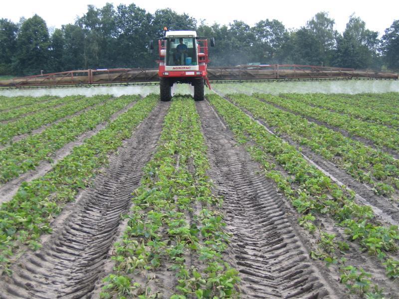 Leon Vissers Vissers aardbeiplanten BV America (19).JPG